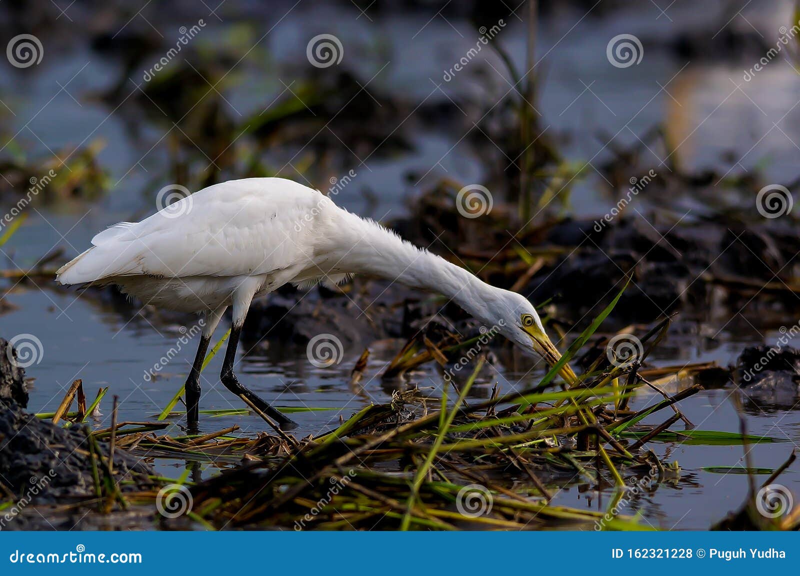 theÃÂ cattle egretÃÂ - bubulcus ibis